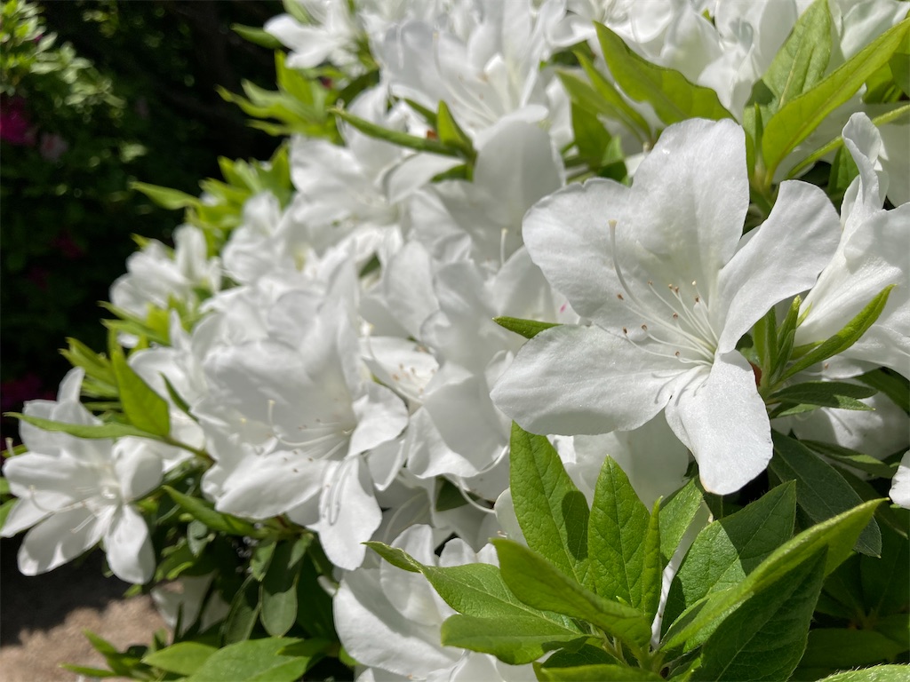 f:id:cozynest:20210422153525j:plain