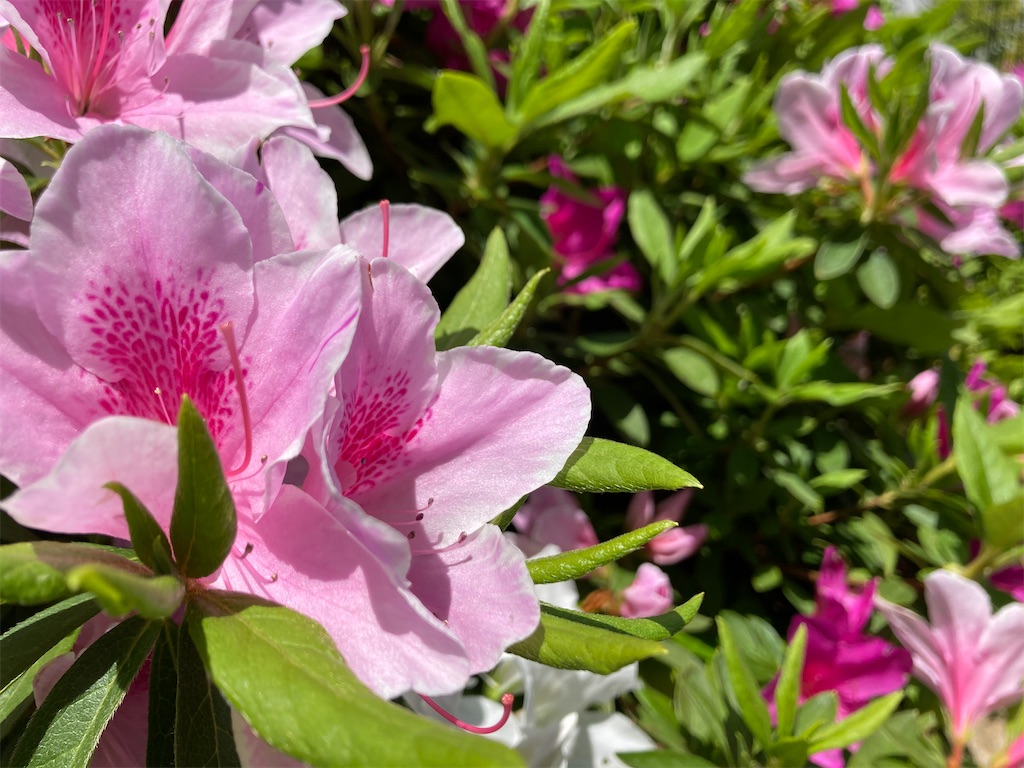 f:id:cozynest:20210422153534j:plain