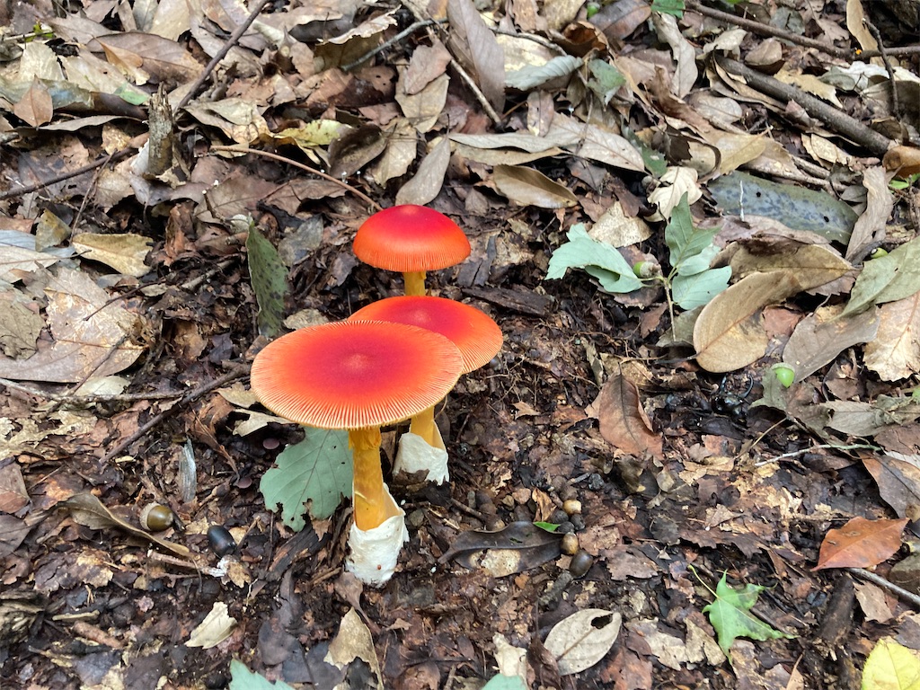 Midwinter ミッドウィンター　Toadstools 毒キノコ　トリオ Midwinter ミッドウィンター Toadstools 毒キノコ トリオ ミッド