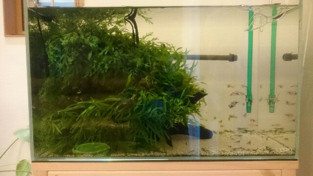 石レイアウトへの下準備 安男の水槽メンテ