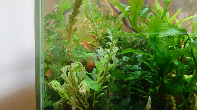 f:id:cq320jp:20170904150644j:image f:id:cq320jp:20170904150644j:image