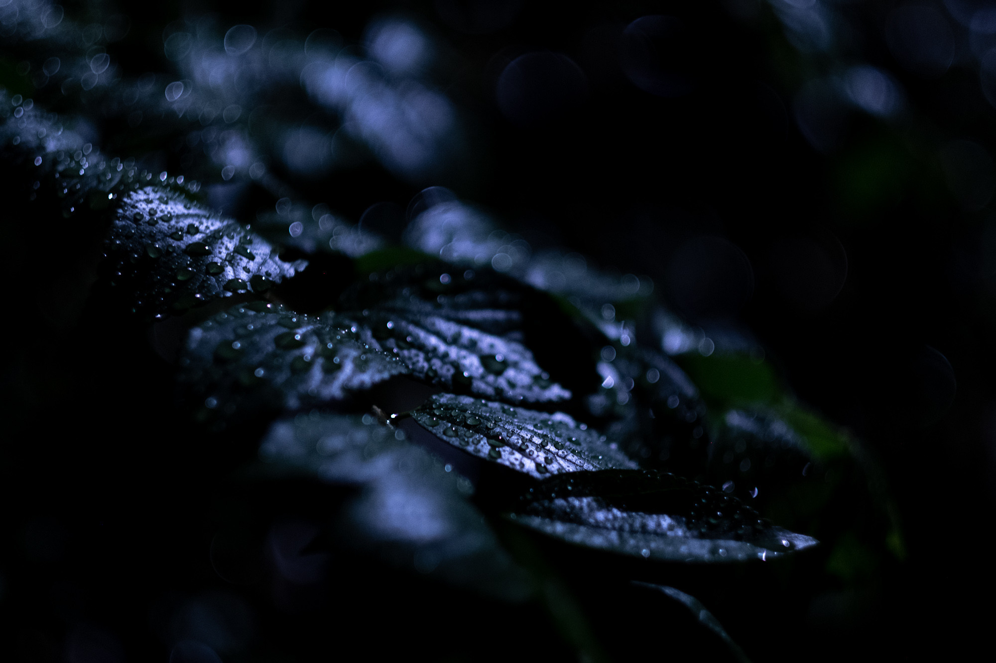 f:id:craftzdog:20190911205741j:plain