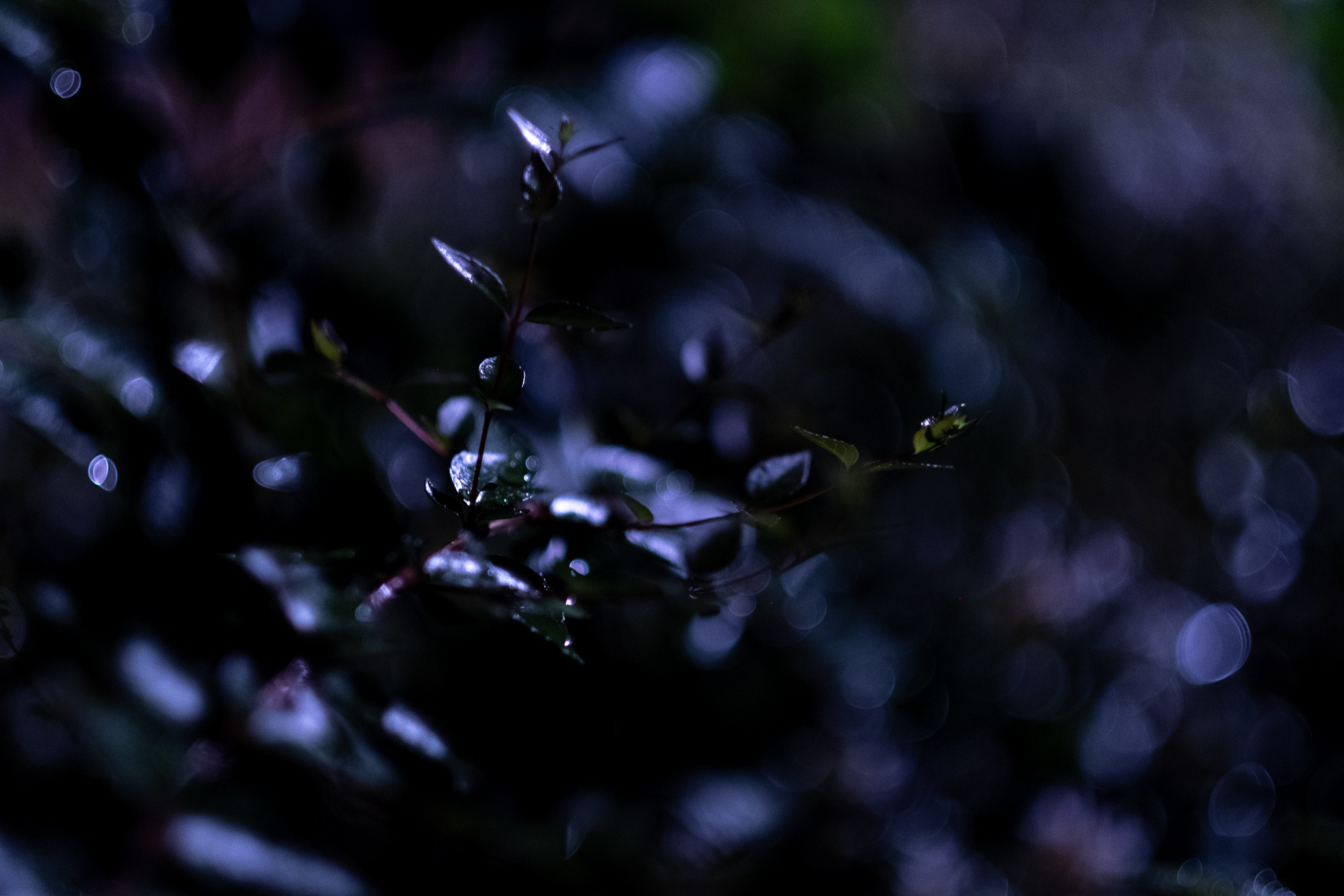 f:id:craftzdog:20190911205748j:plain