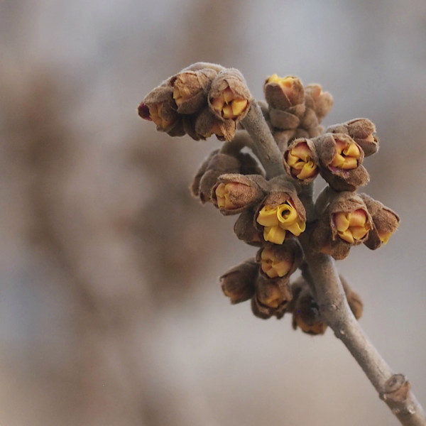 f:id:cranberryca:20160310020939j:plain