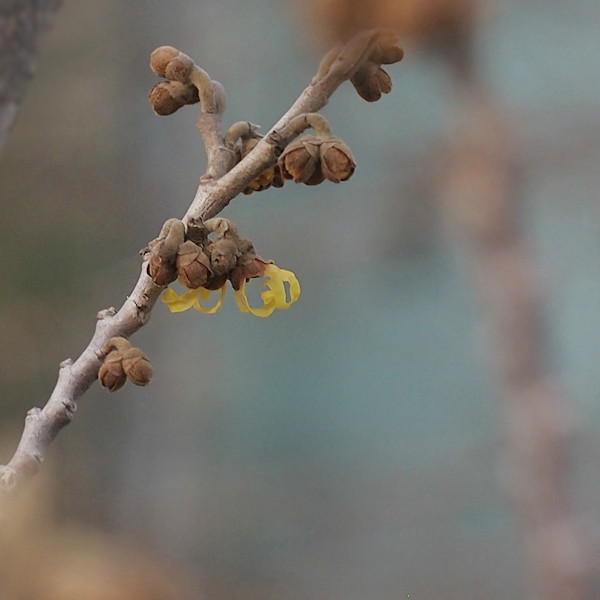 f:id:cranberryca:20160310020955j:plain