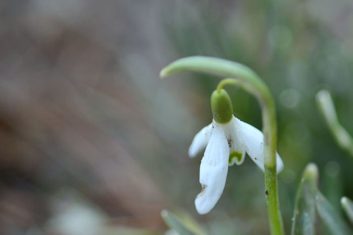 f:id:cranberryca:20160322232542j:plain