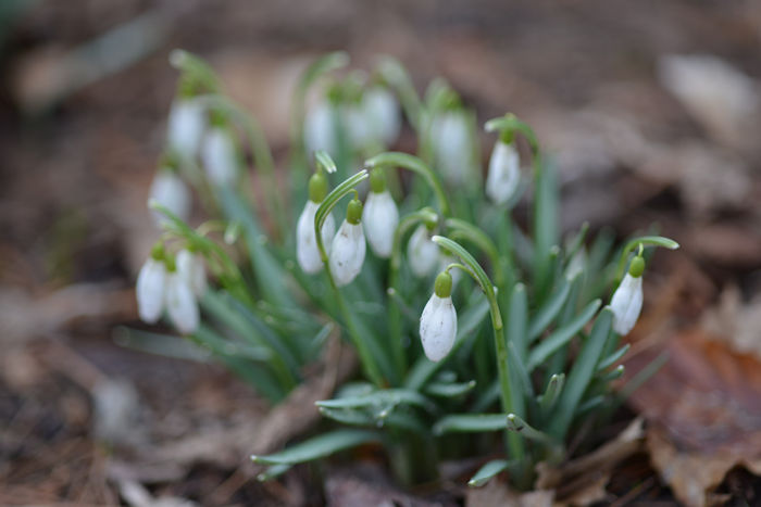 f:id:cranberryca:20160322232604j:plain