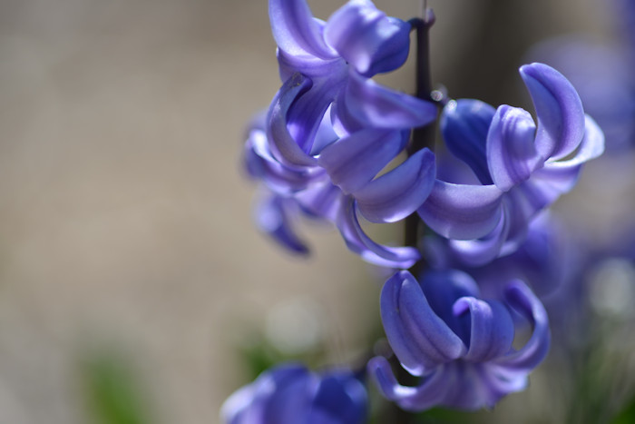 f:id:cranberryca:20160511231610j:plain