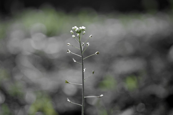 f:id:cranberryca:20160513000037j:plain