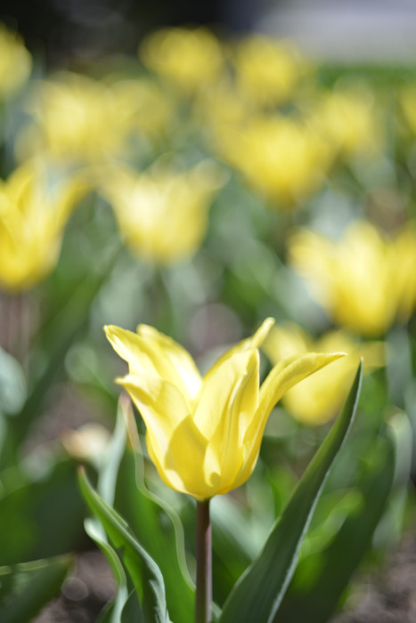 f:id:cranberryca:20160517024703j:plain