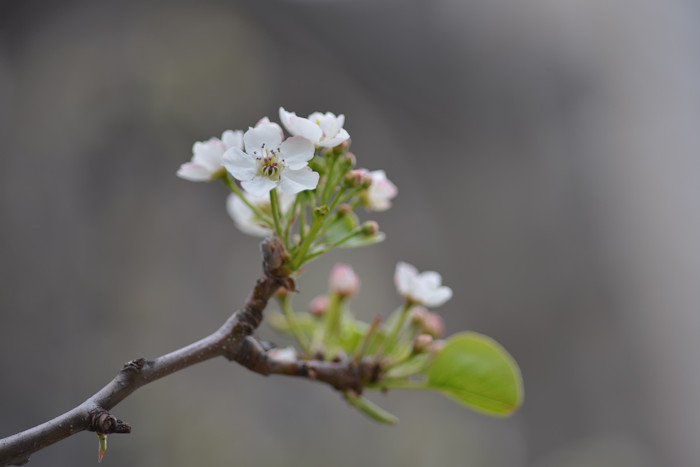 f:id:cranberryca:20160528021737j:plain