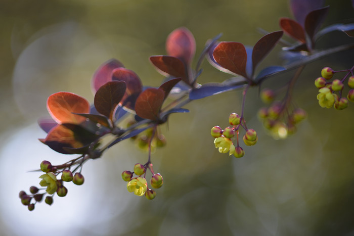 f:id:cranberryca:20160528021804j:plain