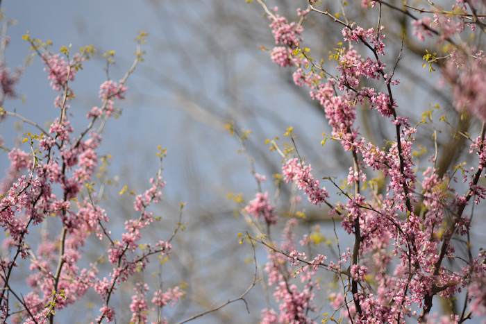 f:id:cranberryca:20160528021833j:plain