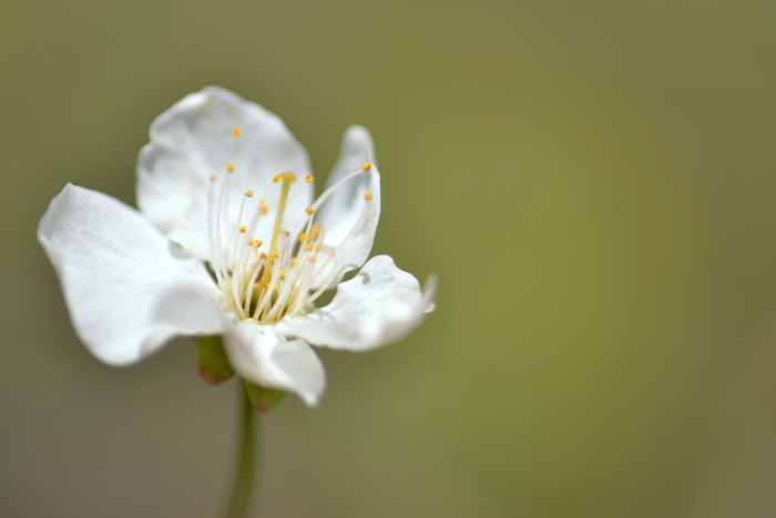 f:id:cranberryca:20160528021854j:plain