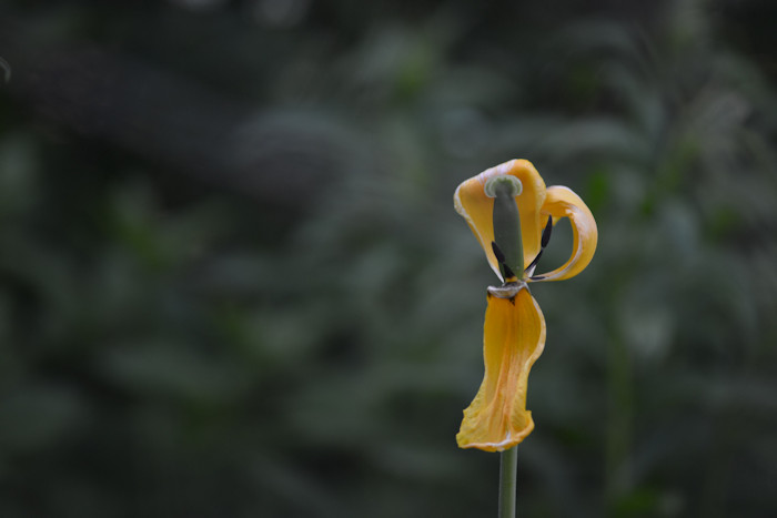 f:id:cranberryca:20160601021952j:plain