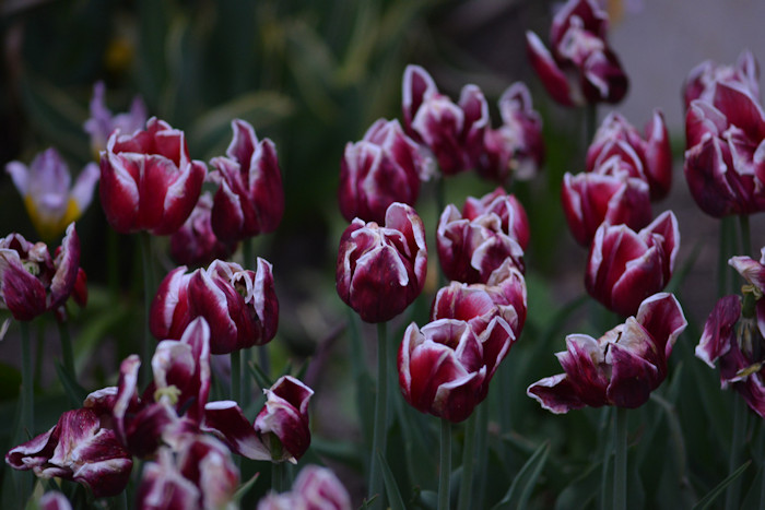 f:id:cranberryca:20160601022010j:plain