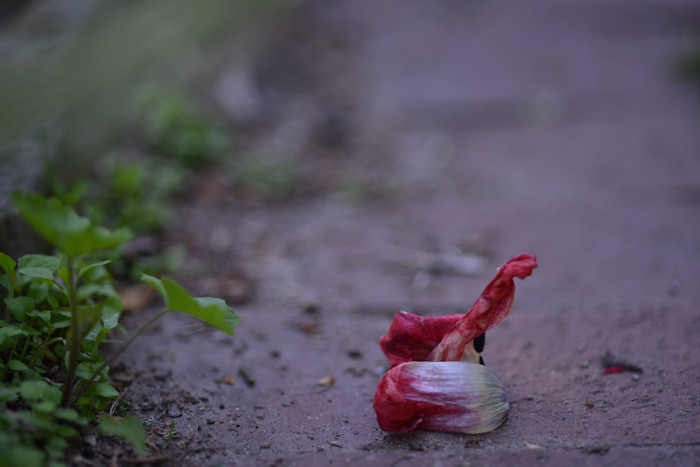 f:id:cranberryca:20160601022033j:plain