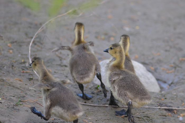 f:id:cranberryca:20160603013832j:plain f:id:cranberryca:20160603013832j:plain