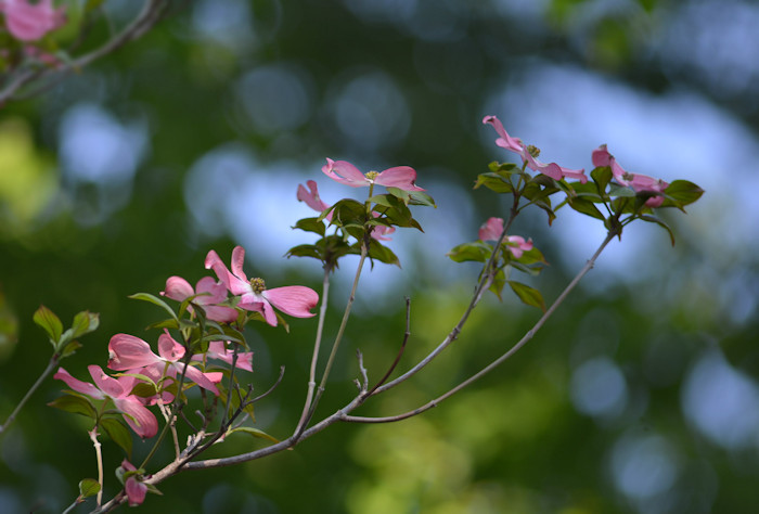 f:id:cranberryca:20160603223951j:plain