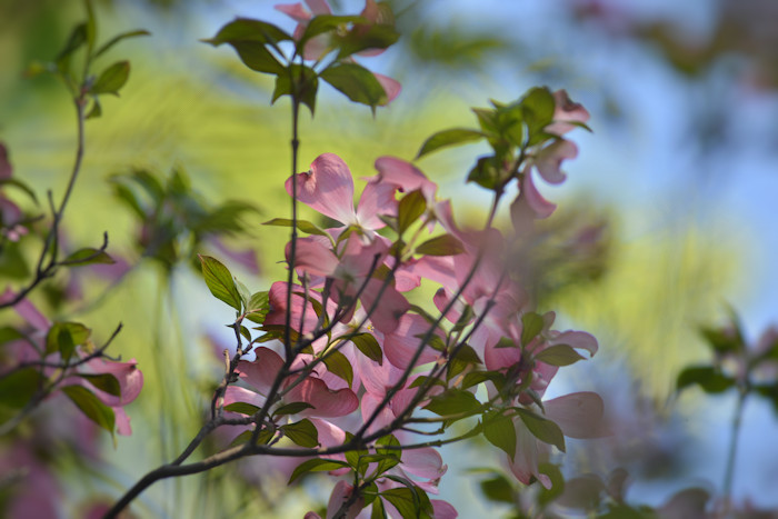 f:id:cranberryca:20160603224012j:plain