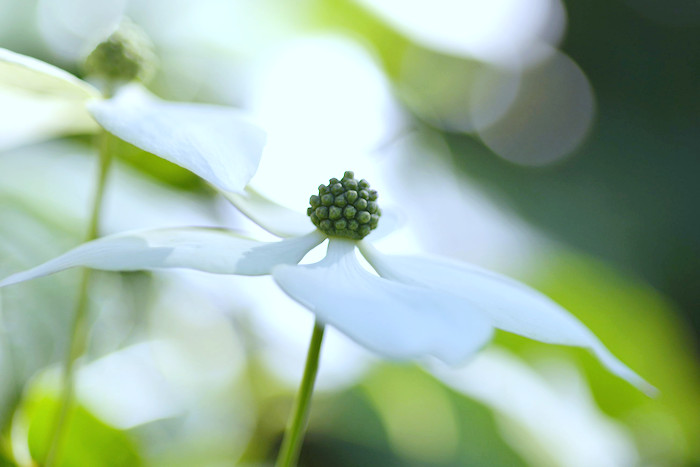 f:id:cranberryca:20160808234037j:plain