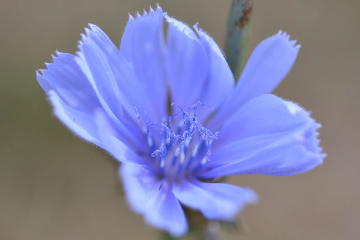 f:id:cranberryca:20160808234057j:plain