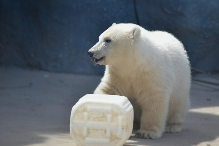 f:id:cranberryca:20160809112004j:plain