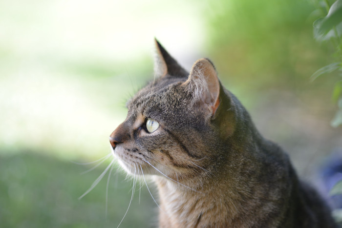 f:id:cranberryca:20160831212737j:plain