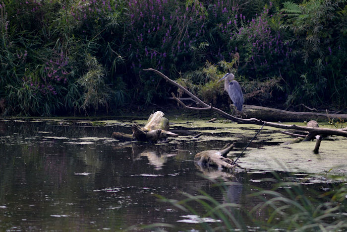 f:id:cranberryca:20160831221348j:plain