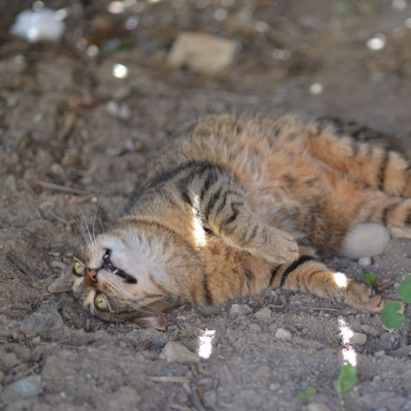 f:id:cranberryca:20160915231256j:plain