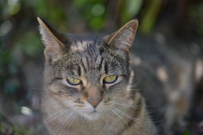 f:id:cranberryca:20160915232135j:plain