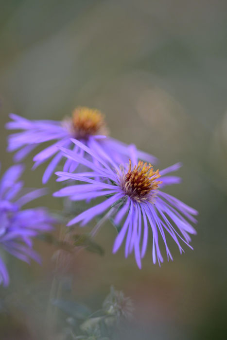 f:id:cranberryca:20161011232212j:plain