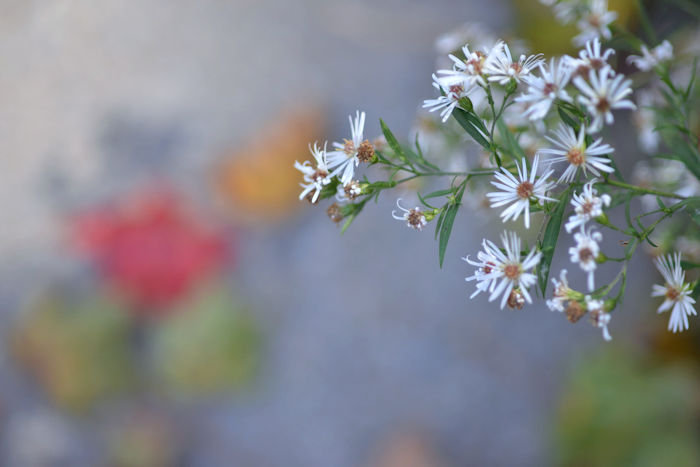 f:id:cranberryca:20161011233544j:plain