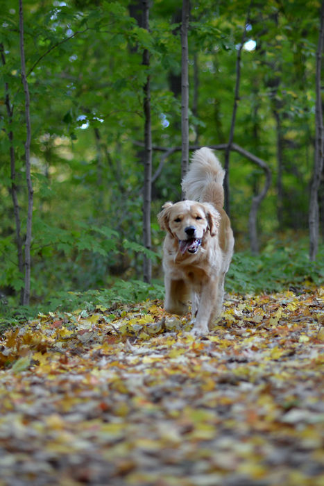 f:id:cranberryca:20161025125754j:plain