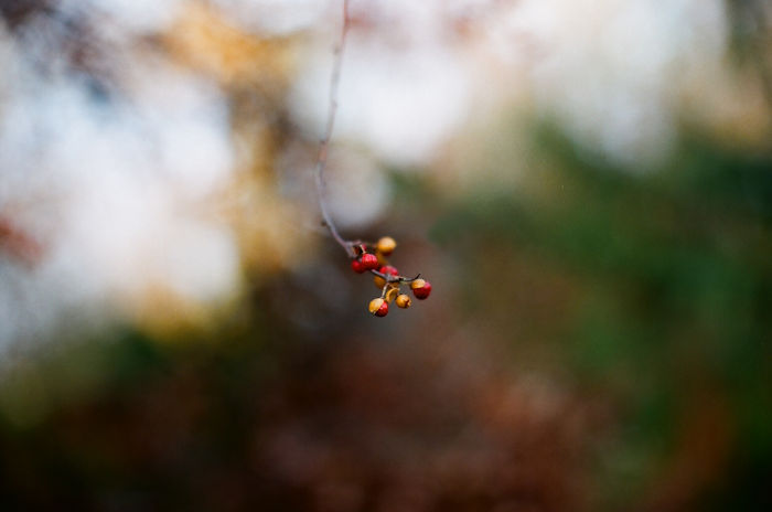 f:id:cranberryca:20161102231814j:plain