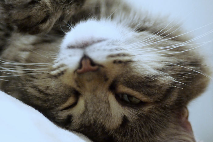 f:id:cranberryca:20170321234234j:plain