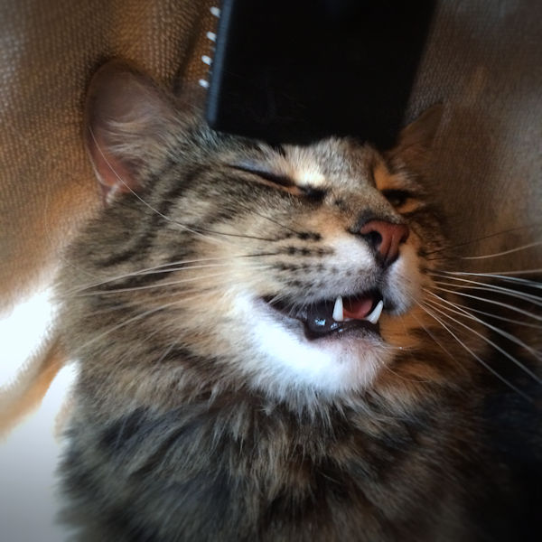 f:id:cranberryca:20170405130638j:plain