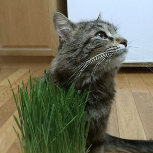 f:id:cranberryca:20170405131333j:plain