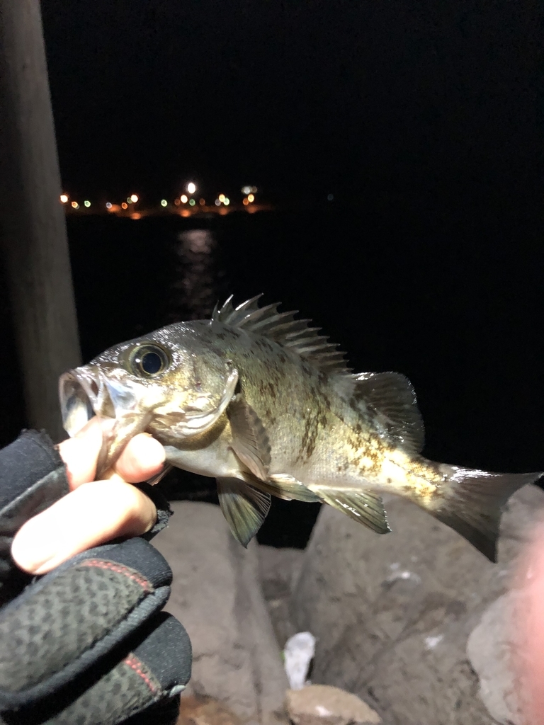 f:id:crazyangler1091:20181204110508j:plain