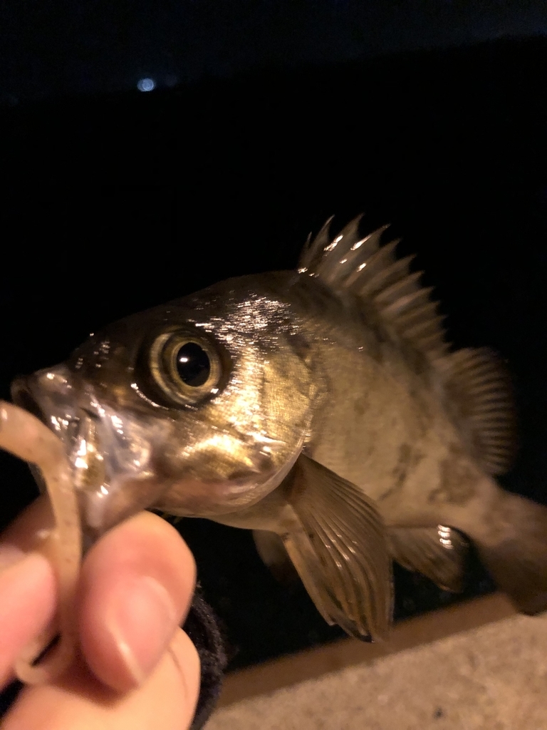 f:id:crazyangler1091:20181204143247j:plain
