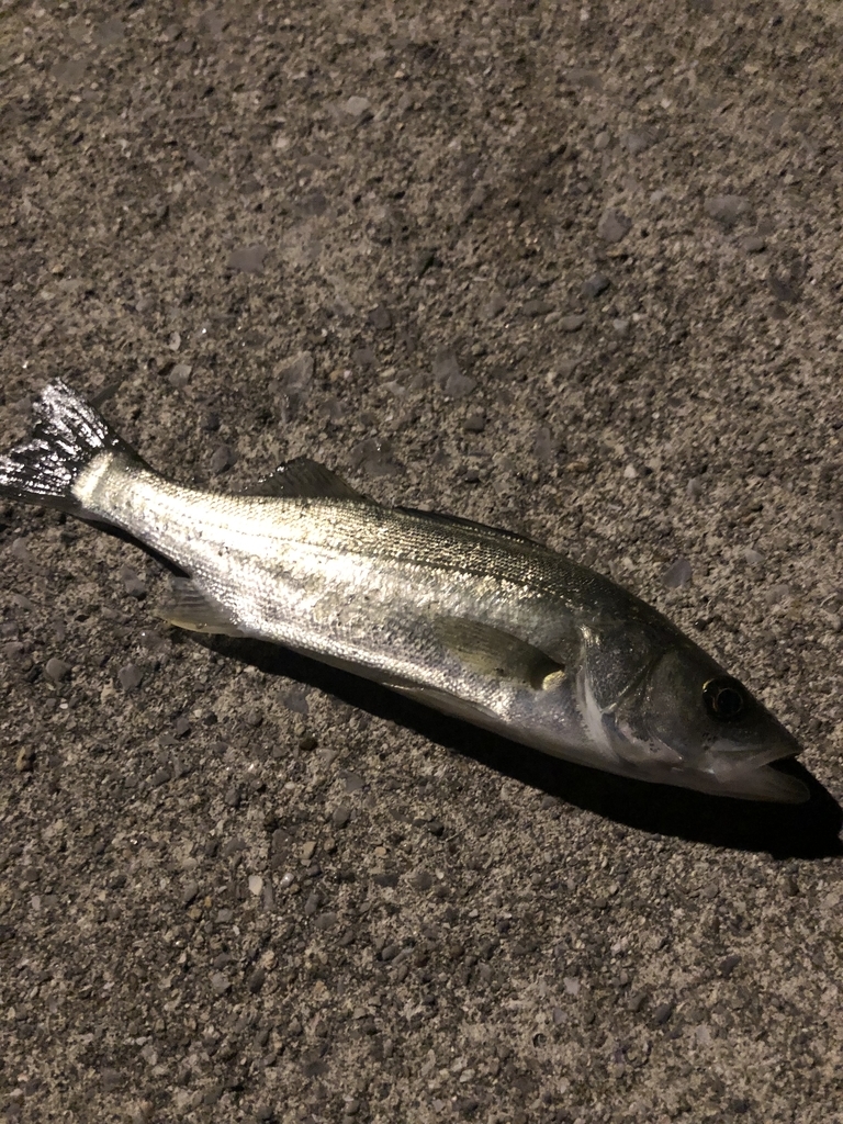 f:id:crazyangler1091:20190108105523j:plain