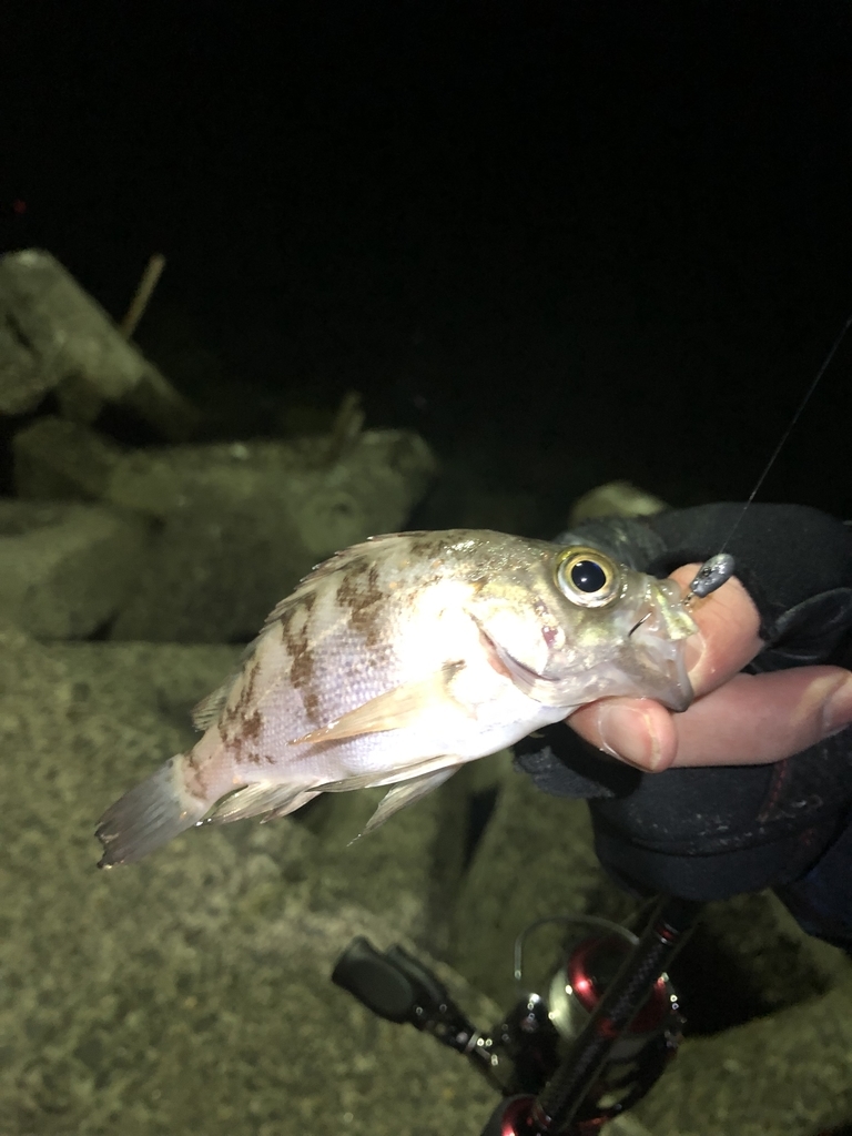 f:id:crazyangler1091:20190108110146j:plain