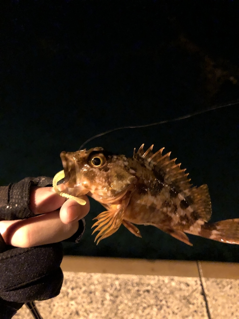 f:id:crazyangler1091:20190108130111j:plain