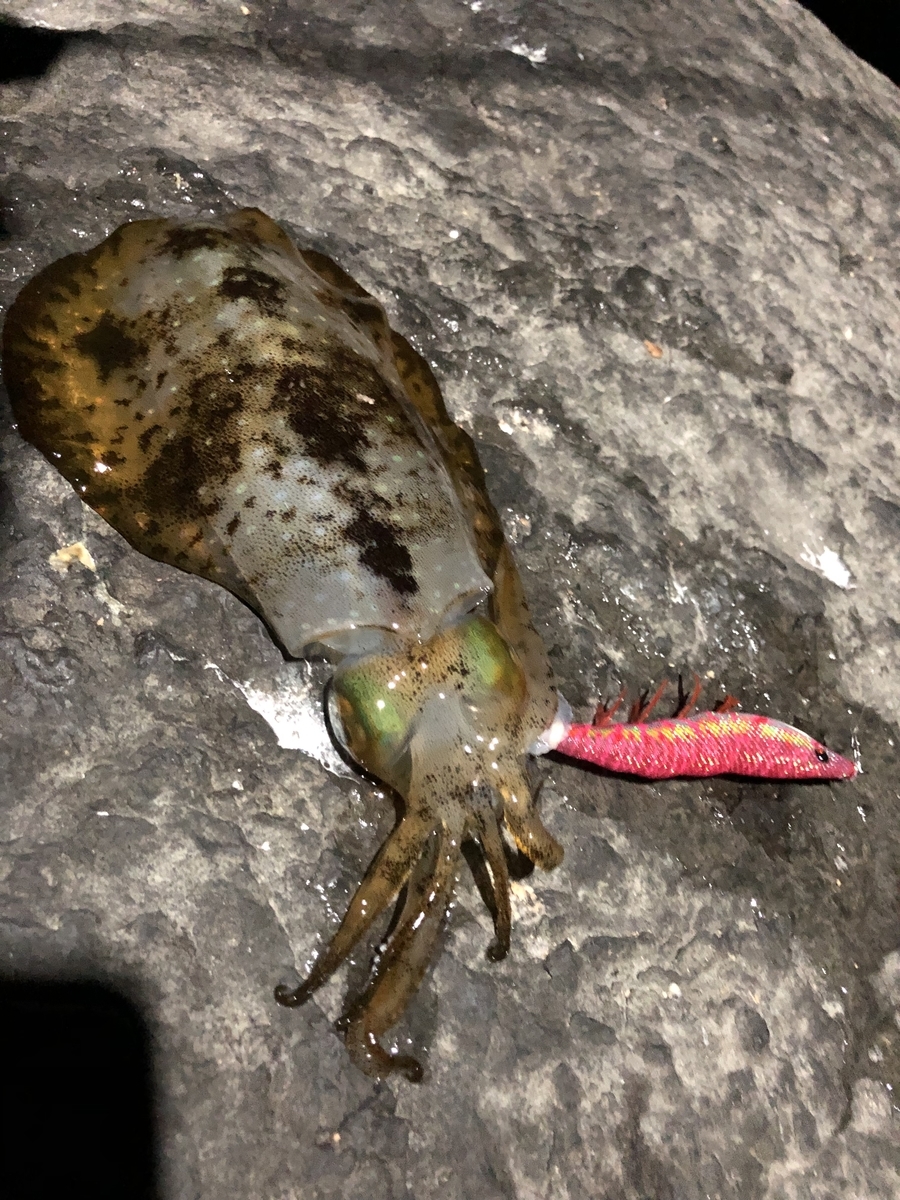 f:id:crazyangler1091:20190409103249j:plain