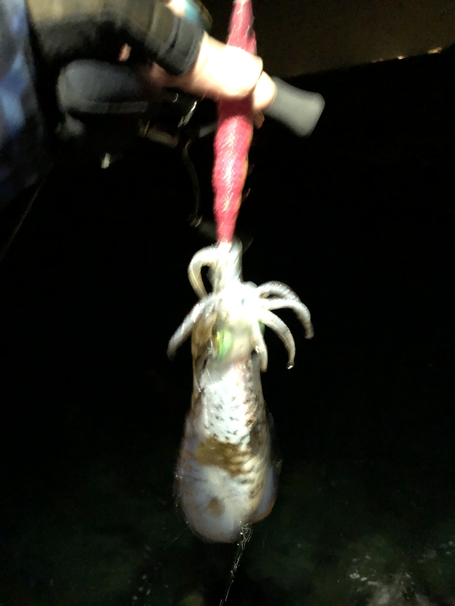 f:id:crazyangler1091:20190409103638j:plain