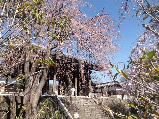 f:id:createman:20190324222552j:image