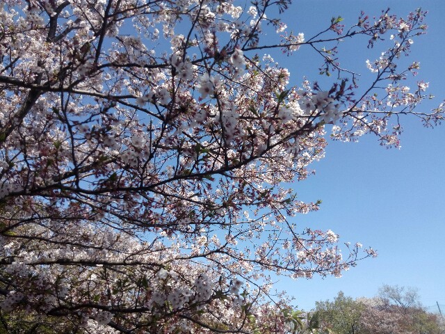 f:id:createman:20190423214049j:image f:id:createman:20190423214049j:image