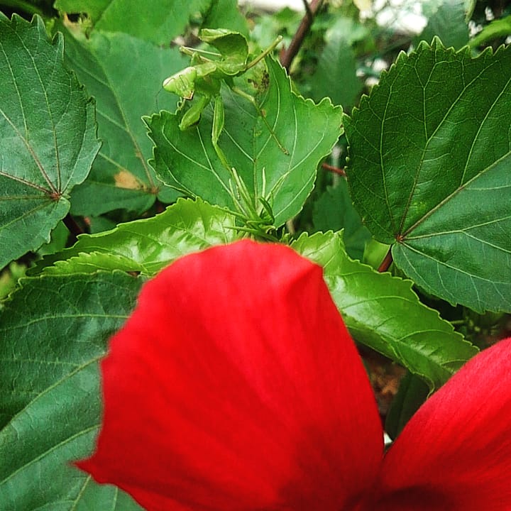 f:id:createman:20190819232408j:plain