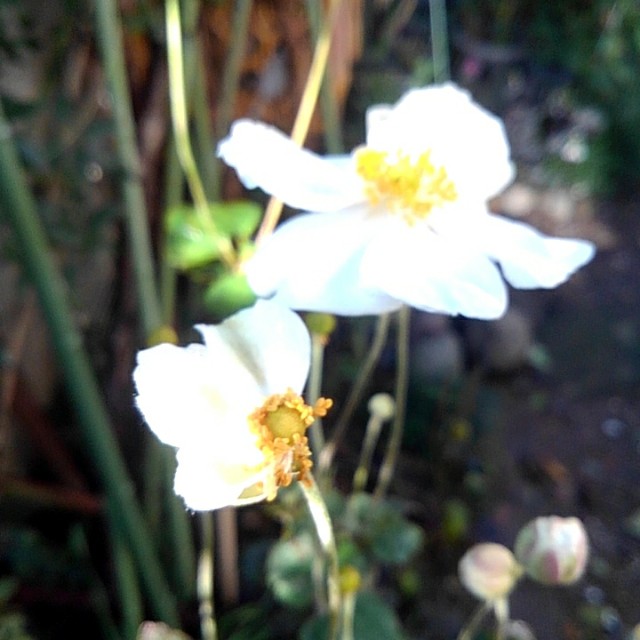 f:id:createman:20191030084318j:image f:id:createman:20191030084318j:image