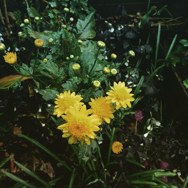 f:id:createman:20191124002715j:image